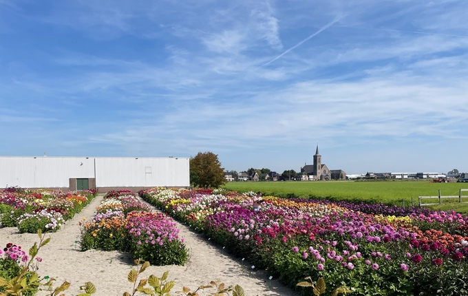 Bezoek de spectaculaire Dahlia Showtuin van FBT