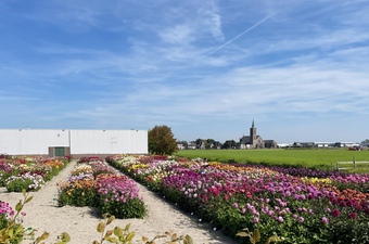 Bezoek de spectaculaire Dahlia Showtuin van FBT