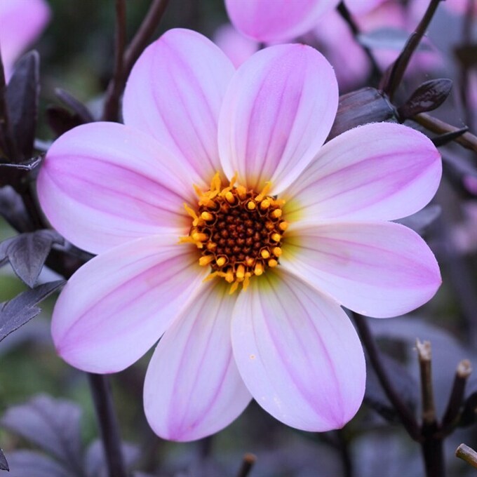 Nieuwe dahlia series exclusief op de FBT showtuin